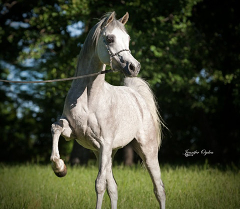 Ansata Sheikh Halim ( Ansata Hejazi x Ansata Samiha )
